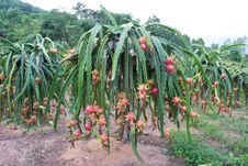 Dragon Fruit Garden Stock Image Dragon Fruit Garden Stock Image