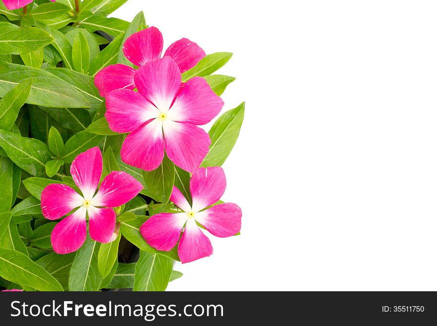 Periwinkle isolated on white background