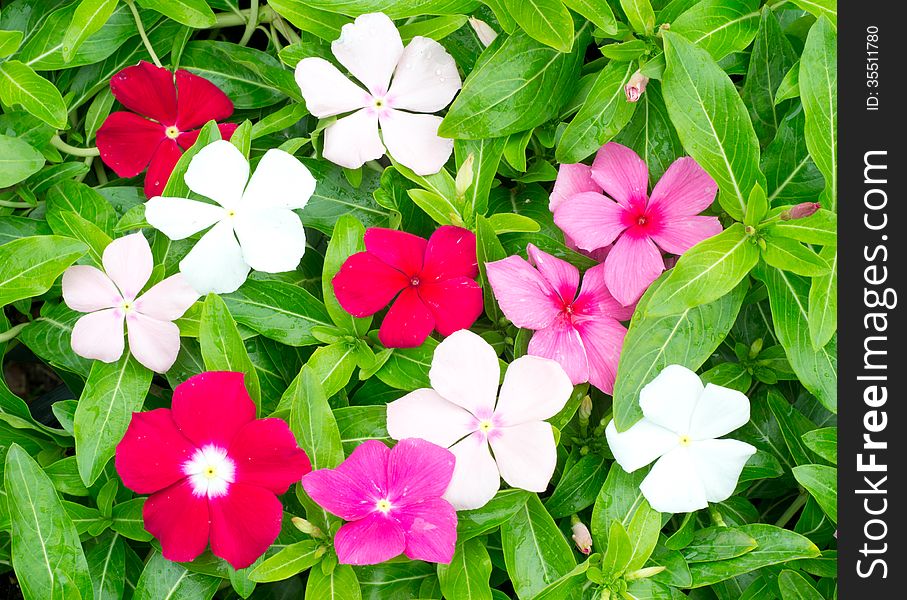 Periwinkle or madagascar flowers in garden
