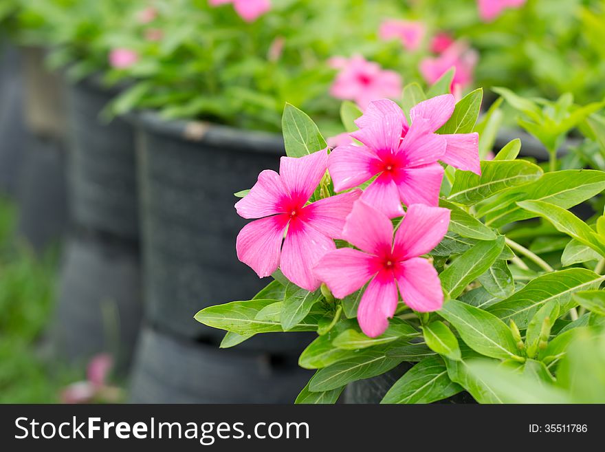 Periwinkle Or Madagascar Flowers