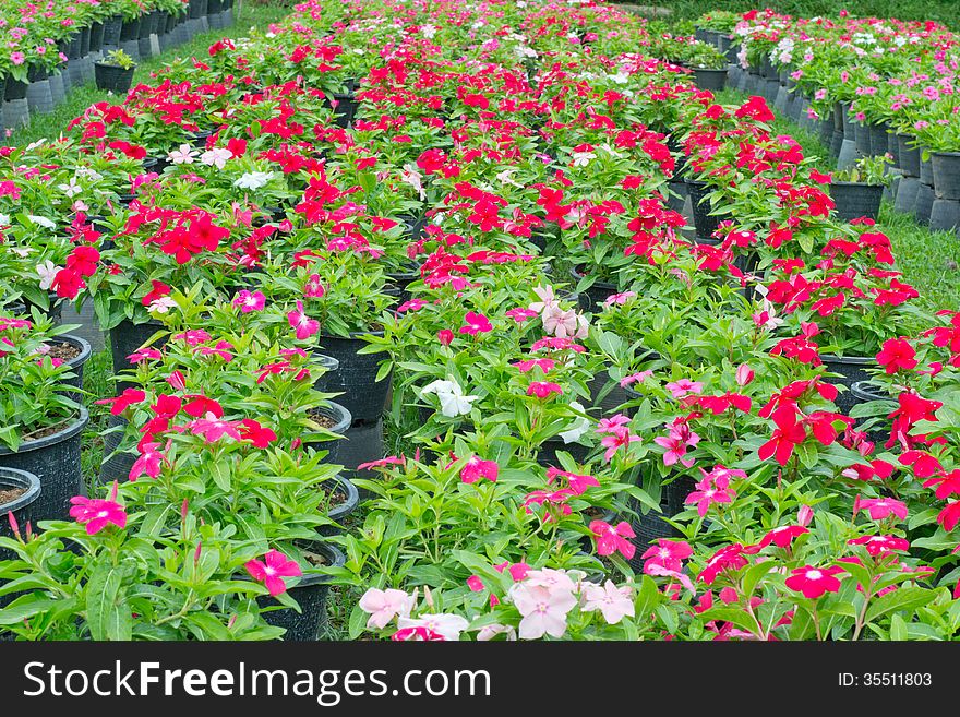 Periwinkle or madagascar flowers in garden