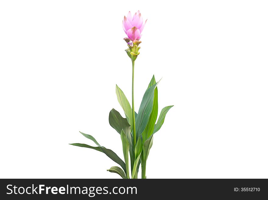 Siam Tulip isolated on white background.