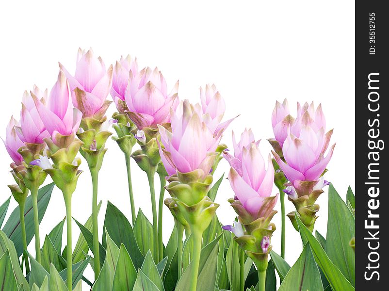 Siam Tulip isolated on white background