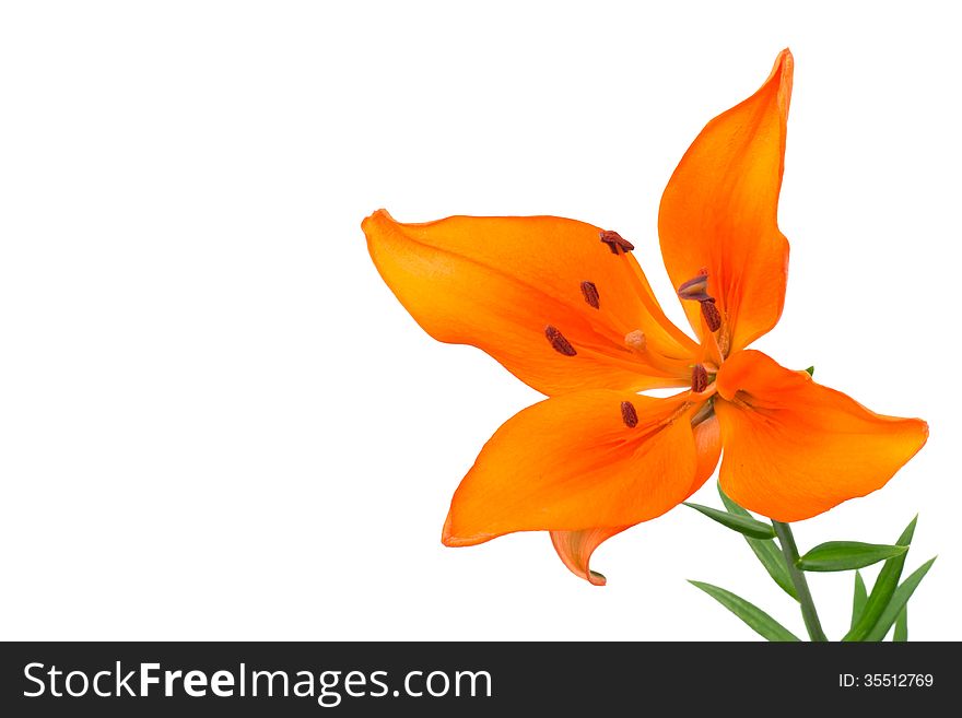 Lily isolated on white background