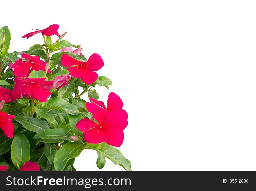 Periwinkle isolated on white background