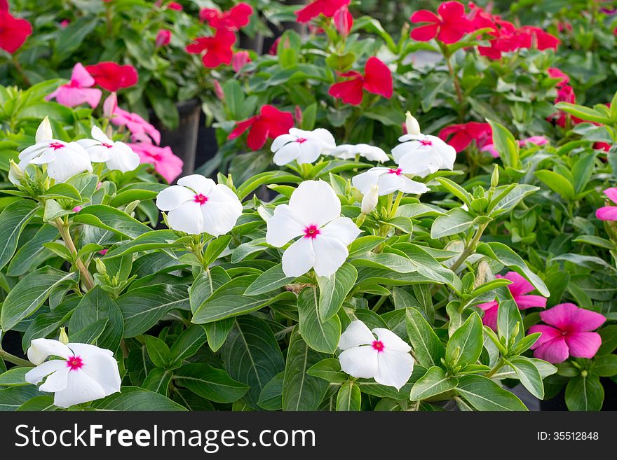 Periwinkle or madagascar flowers in garden