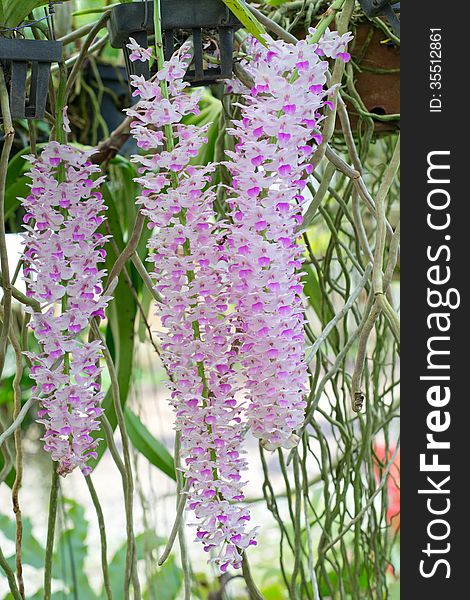 Wild orchid name Rhynchostylis retusa