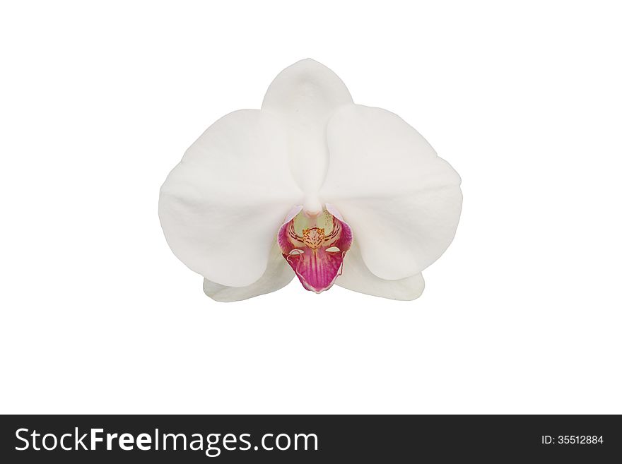 Phalanopsis orchid isolated on white background. Phalanopsis orchid isolated on white background