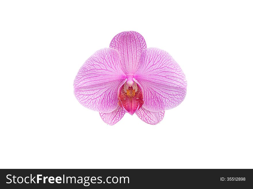 Phalanopsis  Orchid