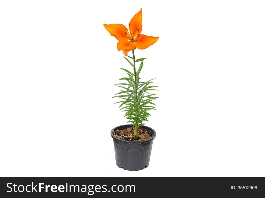 Lily isolated on white background