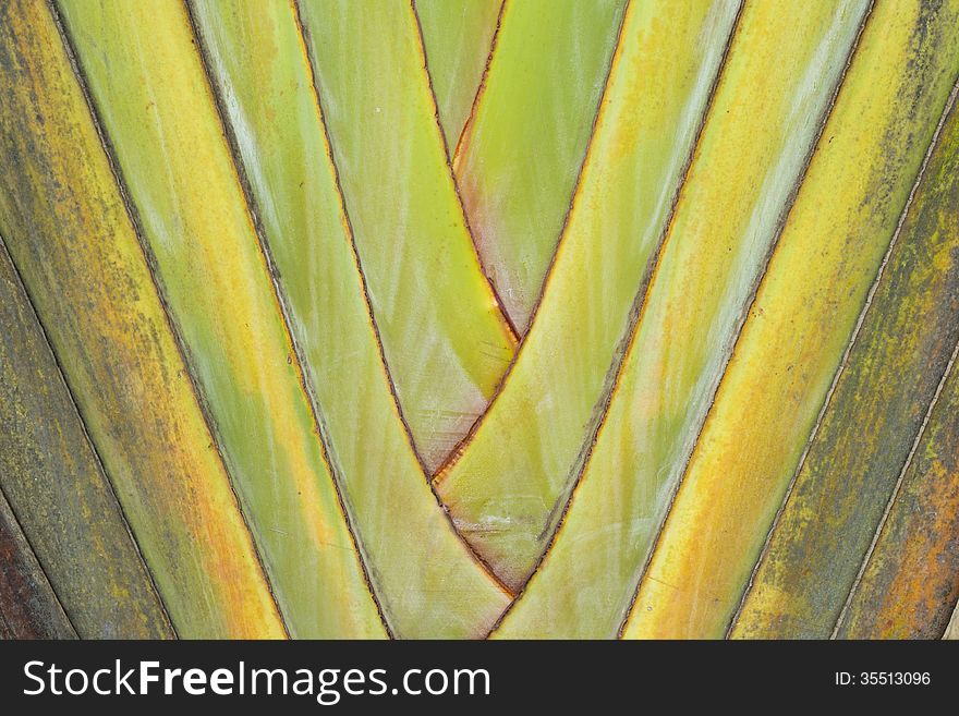 Palm trunk texture, Ravenala madagascariensis