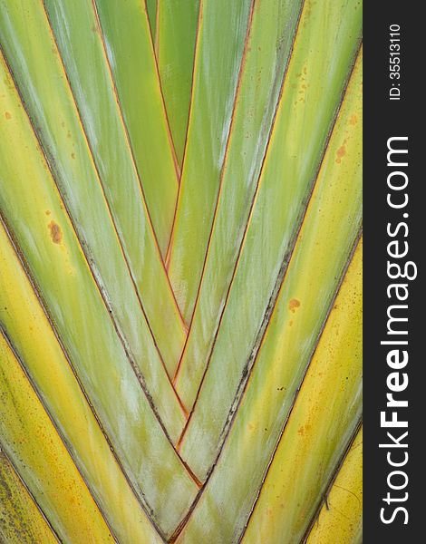 Palm trunk texture, Ravenala madagascariensis