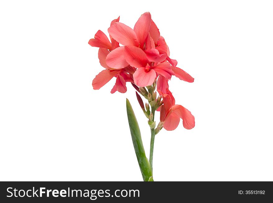 Pink canna flowers isolated on white background