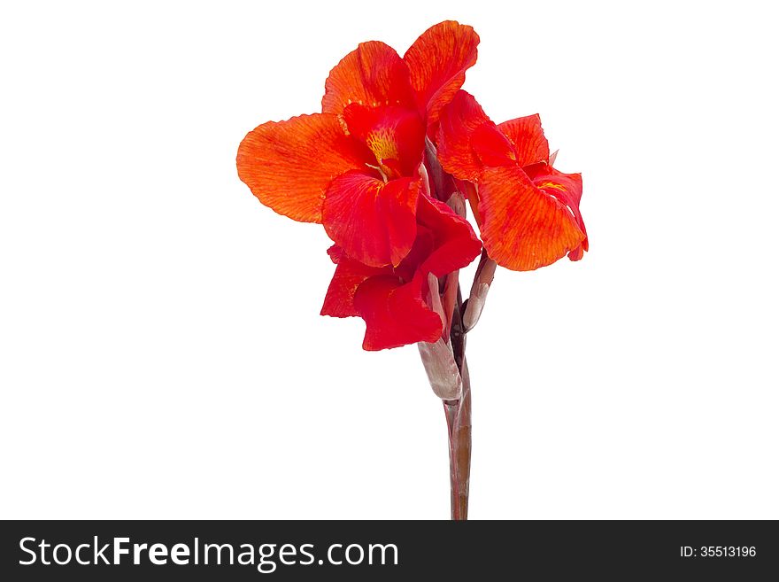 Red canna flowers isolated on white background