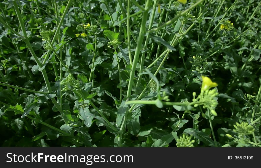 Shot of canola in 1080p in summer. Shot of canola in 1080p in summer