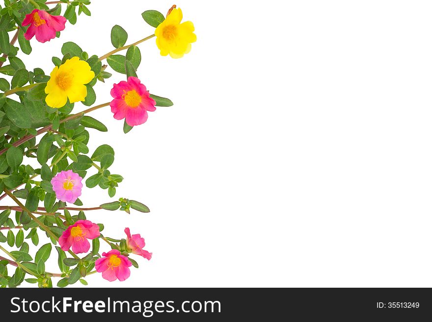 Portulaca flower isolated on white background