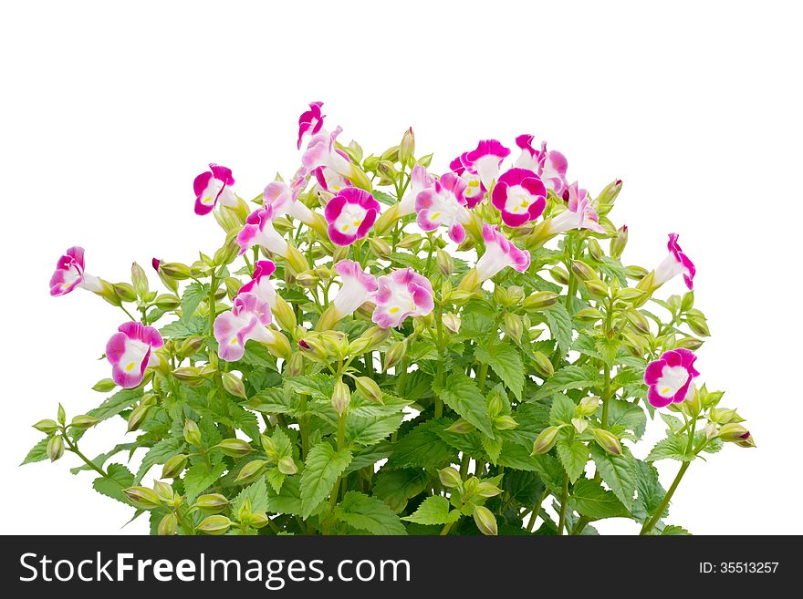 Torenia flower isolated on white background.