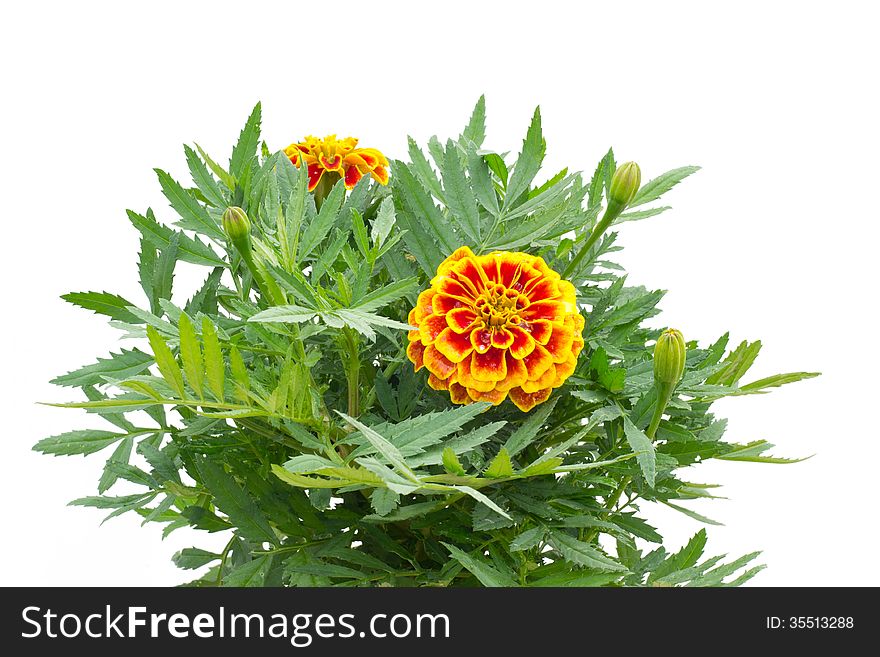 French marigolds blooming on tree isolated on white background