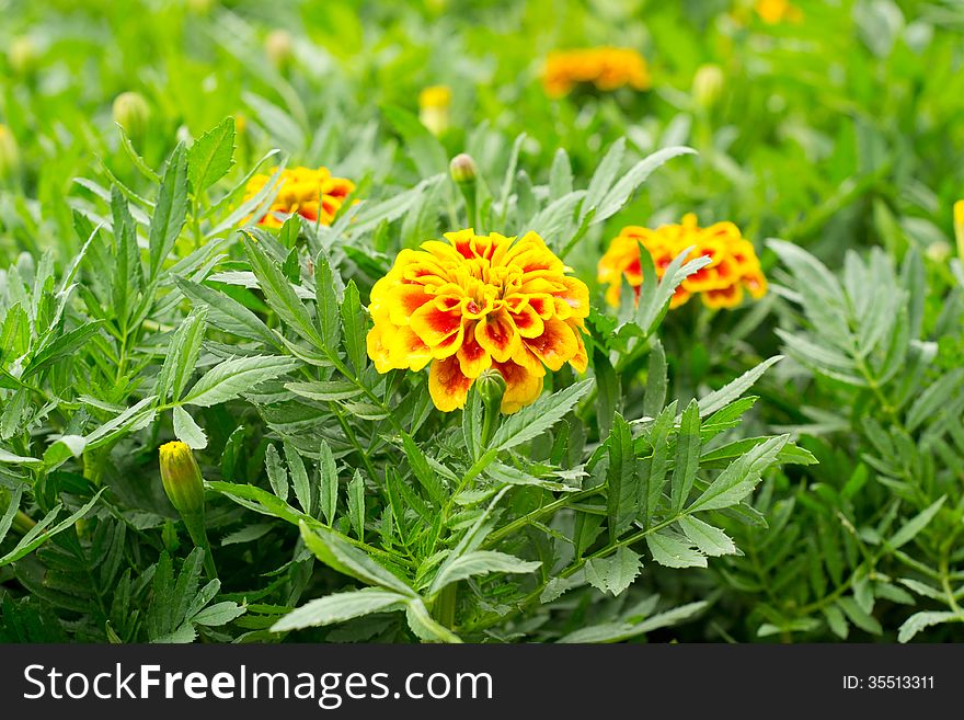 Close up of french marigold