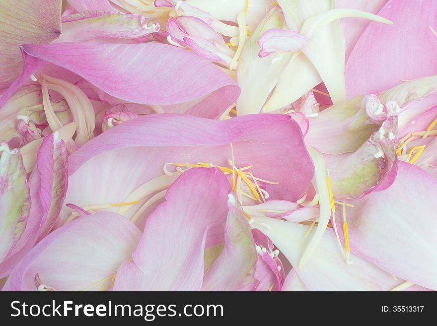 Petal lotus background (nelumbo lotus)