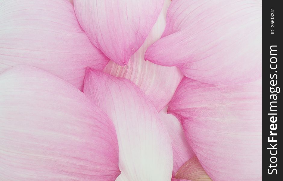 Petal lotus background (nelumbo lotus)