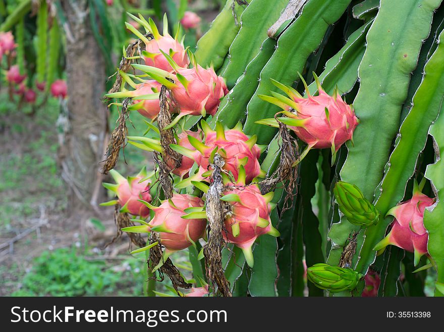 Dragon fruit hanging on tree