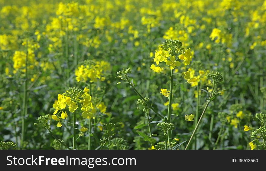 Shot of canola in 1080p in summer. Shot of canola in 1080p in summer