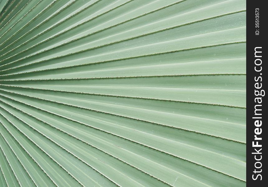 Palm leaves texture and background