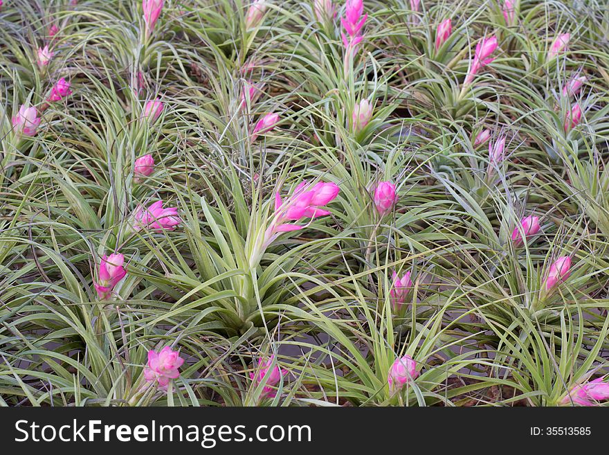 Bromeliad (Tillandsia) bloom in garden. Bromeliad (Tillandsia) bloom in garden