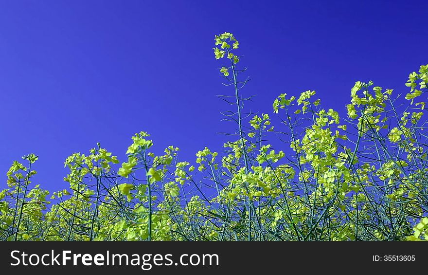 Rape field canola in summer blue sky