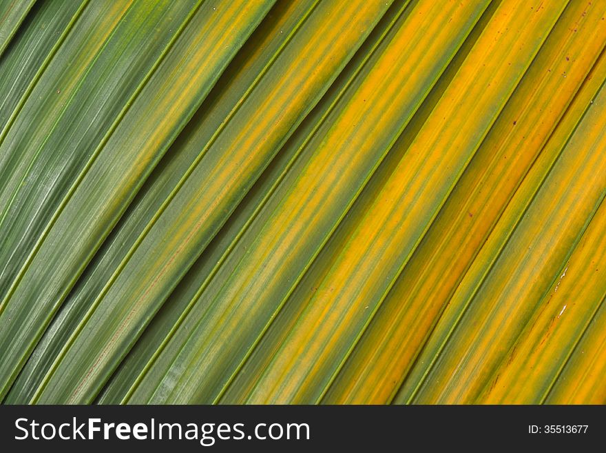 Yellow and green palm leaf background