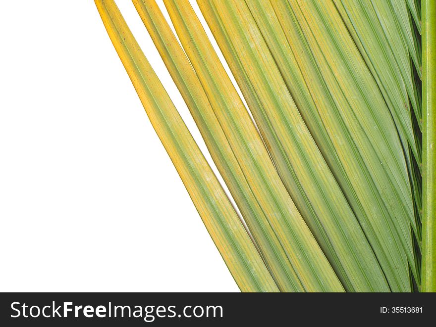 Yellow and green palm leaf isolated on white background. Yellow and green palm leaf isolated on white background