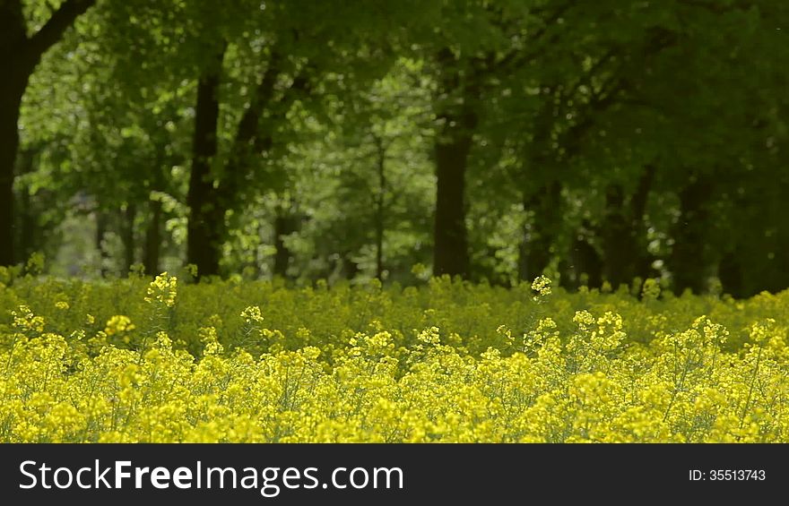 Shot of canola in 1080p in summer. Shot of canola in 1080p in summer