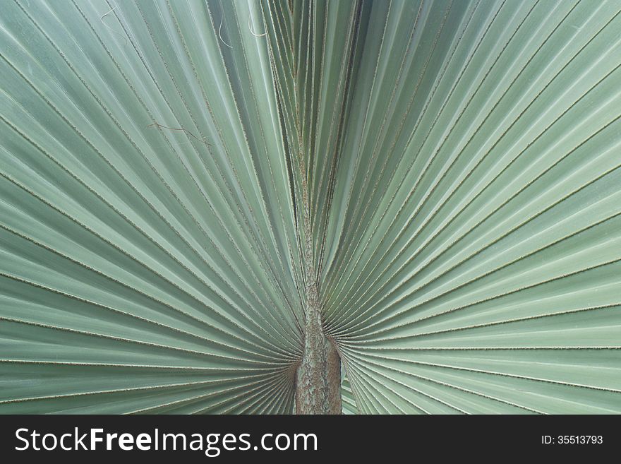 Palm leaves texture and background