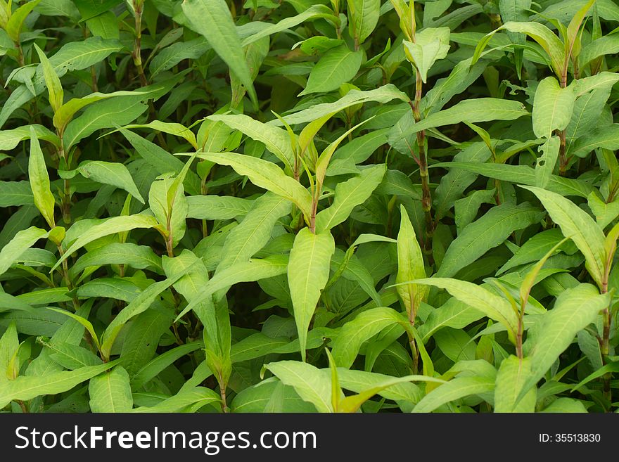 A close up descriptive view of fresh Vietnamese mint leaves.