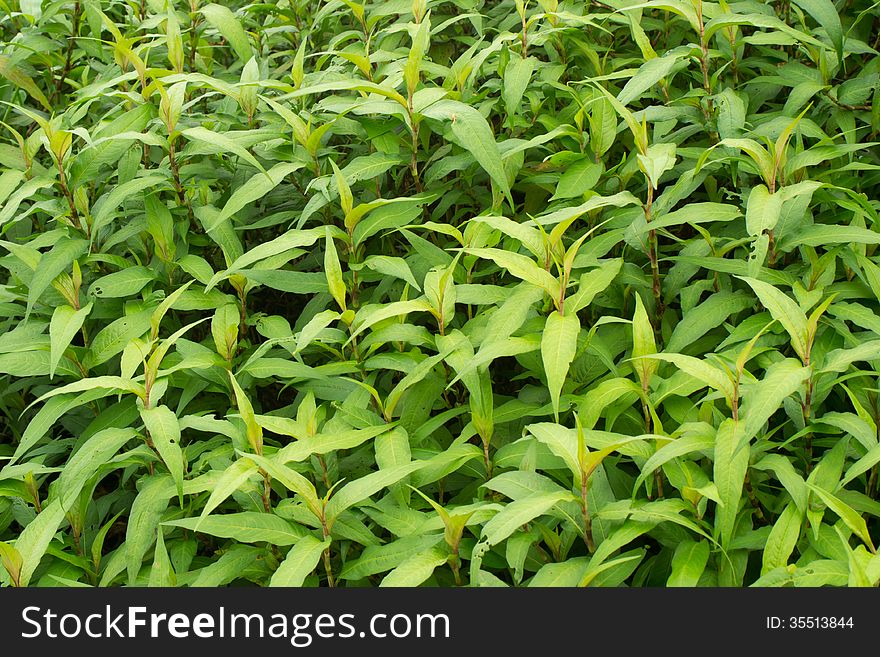 Garden of fresh Vietnamese mint leaves.