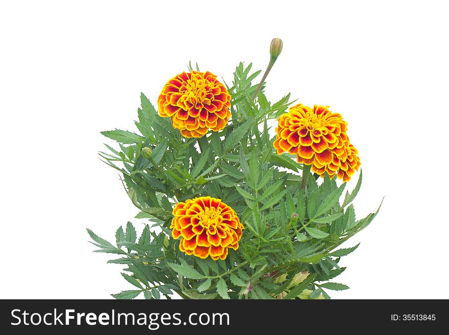 French marigolds blooming on tree isolated on white background