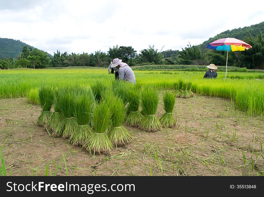 Rice cultivation in Loei, Thailand