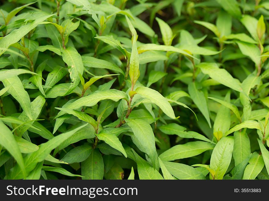Fresh Vietnamese mint leaves in garden