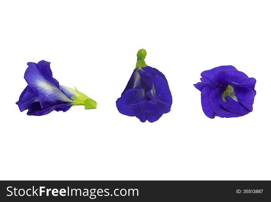 Butterfly pea flower isolated on white background.