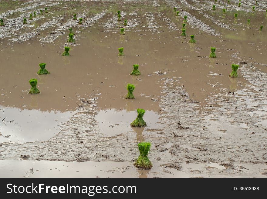 Rice cultivation in Loei, Thailand