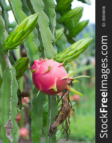 Dragon fruit growing on tree