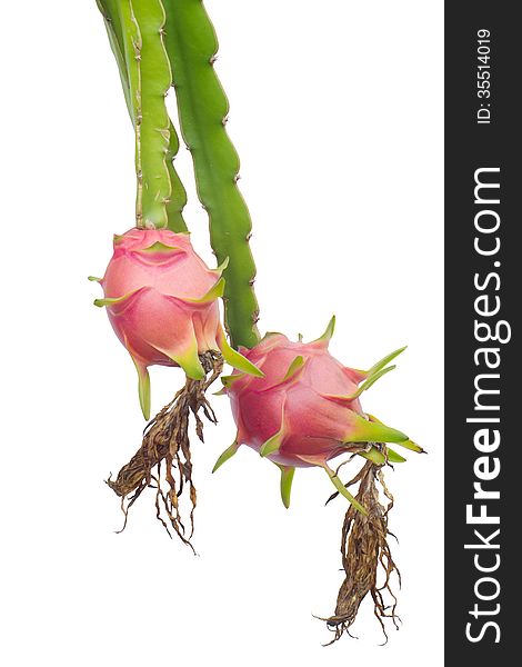 Dragon fruit hanging on tree isolated on white background