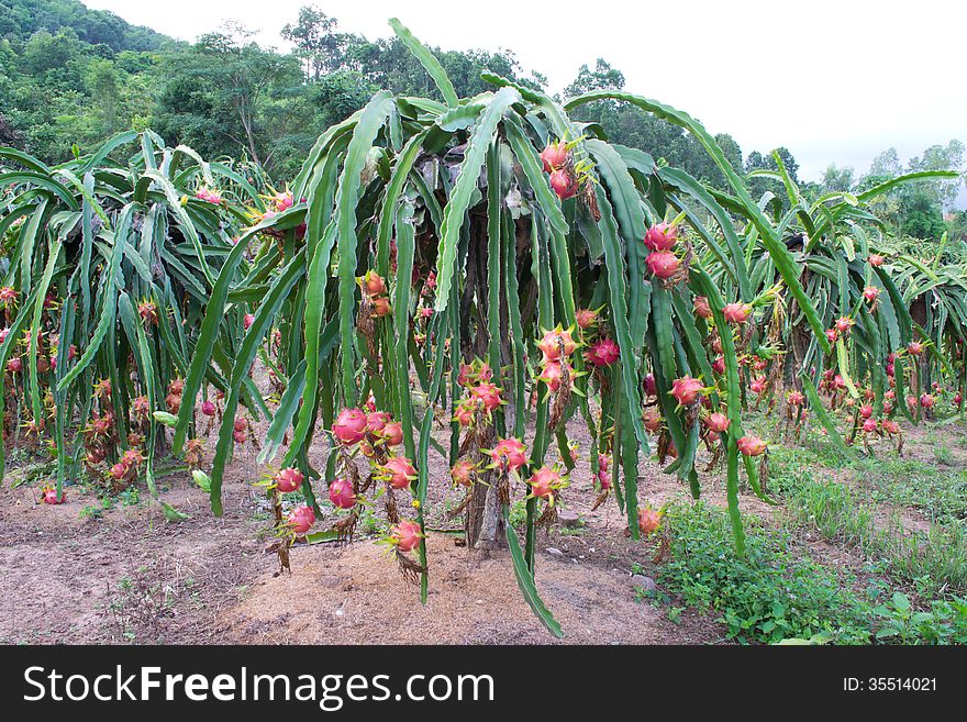 Dragon fruit hanging on tree. Dragon fruit hanging on tree