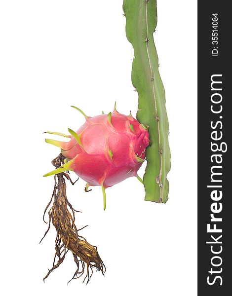 Dragon fruit on tree isolated on white background