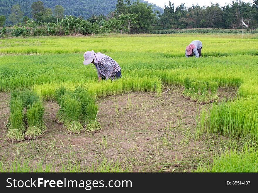 Rice cultivation in Loei, Thailand