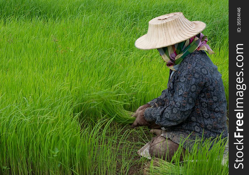 Rice Cultivation