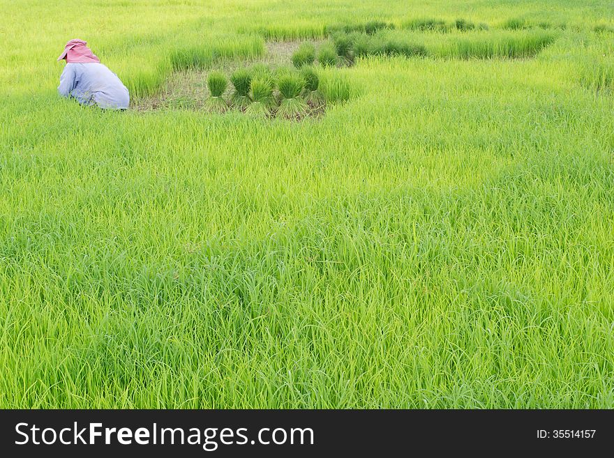 Rice cultivation in Loei, Thailand