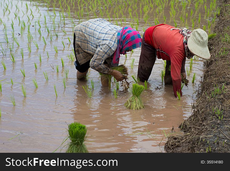 Rice cultivation in Loei, Thailand
