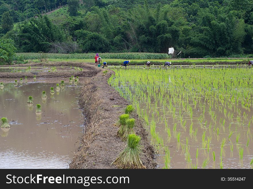 Rice cultivation in Loei, Thailand